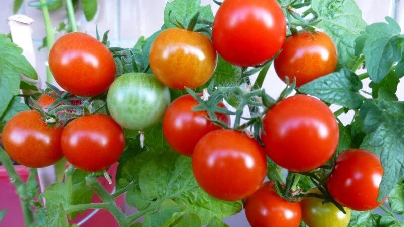 Bright beads on the bushes - a miniature Pinocchio tomato: we grow on the site and at home on the balcony