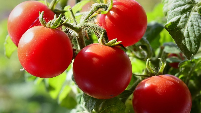 Bright beads on the bushes - a miniature Pinocchio tomato: we grow on the site and at home on the balcony