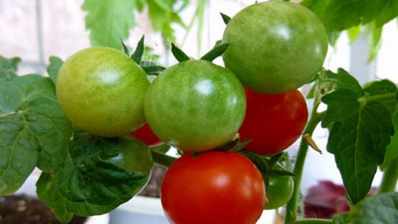 Bright beads on the bushes - a miniature Pinocchio tomato: we grow on the site and at home on the balcony