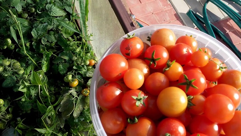 Bright beads on the bushes - a miniature Pinocchio tomato: we grow on the site and at home on the balcony