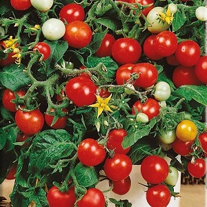 Bright beads on the bushes - a miniature Pinocchio tomato: we grow on the site and at home on the balcony