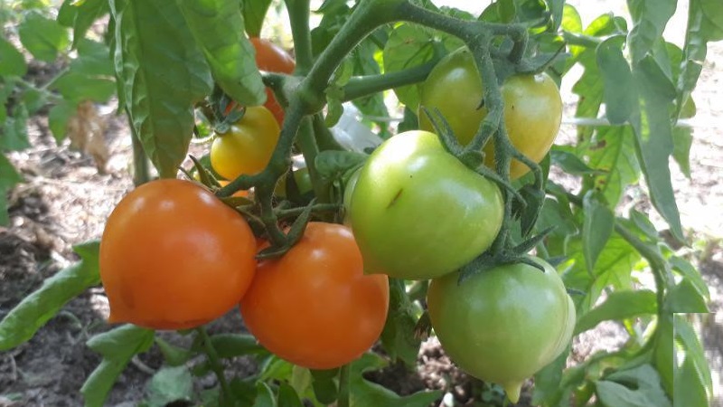 Bright, extremely useful and adored by children tomato Duckling for growing in greenhouses and in the open field