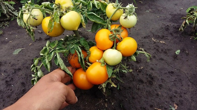 Bright, extremely useful and adored by children tomato Duckling for growing in greenhouses and in the open field