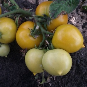 Bright, extremely useful and adored by children tomato Duckling for growing in greenhouses and in the open field