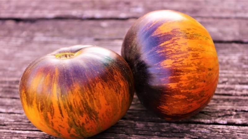 Fascinating bicolor fruits with amazing taste: tomato Alice's Dream