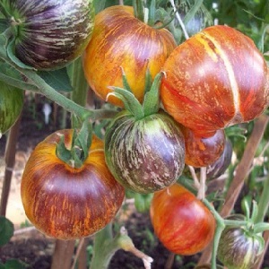 Fascinating bicolor fruits with amazing taste: tomato Alice's Dream