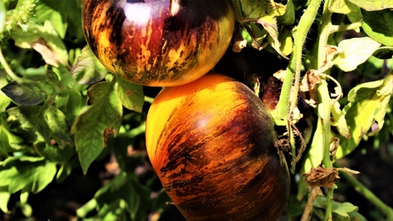 Fascinating bicolor fruits with amazing taste: tomato Alice's Dream