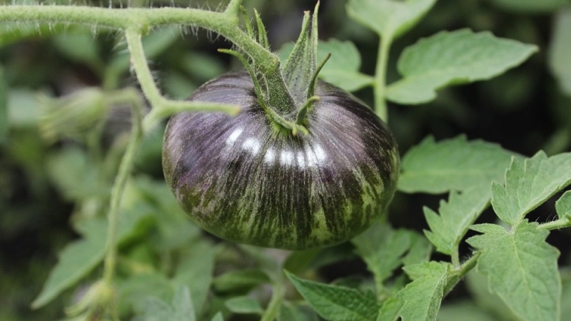 Fascinating bicolor fruits with amazing taste: tomato Alice's Dream