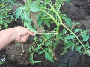 A find for gardeners - the Golden mother-in-law tomato: characteristics and description of the variety, growing and care