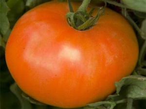 A find for gardeners - the Golden mother-in-law tomato: characteristics and description of the variety, growing and care