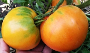 A find for gardeners - the Golden mother-in-law tomato: characteristics and description of the variety, growing and care