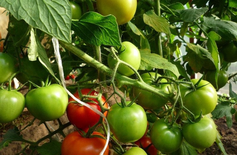 Should I plant a Betta tomato on my site? Characteristics and photos of the variety, the nuances of growing