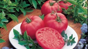 Features of Alsou tomatoes: how to grow them wisely to get a rich and healthy harvest