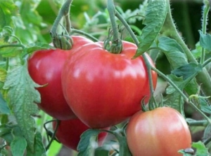 Features of Alsou tomatoes: how to grow them wisely to get a rich and healthy harvest