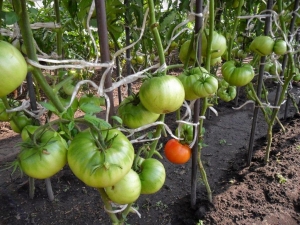 Features of Alsou tomatoes: how to grow them wisely to get a rich and healthy harvest