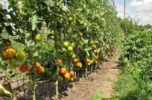Features of Alsou tomatoes: how to grow them wisely to get a rich and healthy harvest