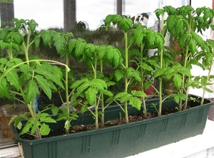 A find for gardeners - the Golden mother-in-law tomato: characteristics and description of the variety, growing and care