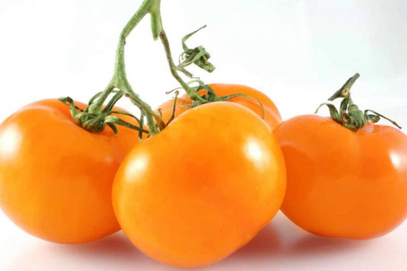 A find for gardeners - the Golden mother-in-law tomato: characteristics and description of the variety, growing and care