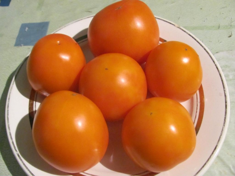 A find for gardeners - the Golden mother-in-law tomato: characteristics and description of the variety, growing and care