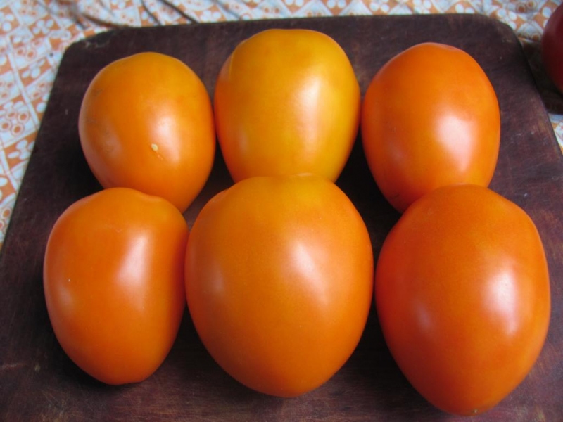 A find for gardeners - the Golden mother-in-law tomato: characteristics and description of the variety, growing and care