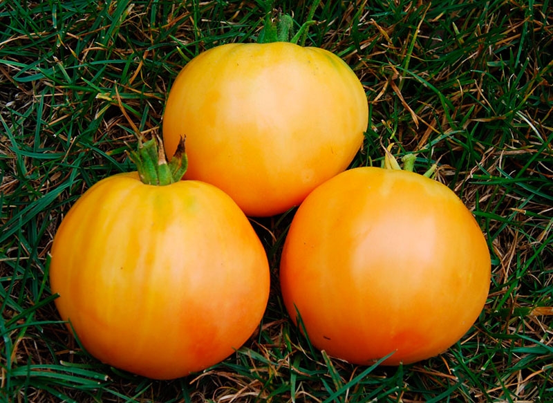 A find for gardeners - the Golden mother-in-law tomato: characteristics and description of the variety, growing and care