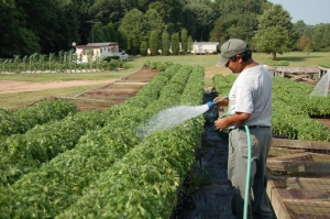 Description of tomatoes of the Pineapple variety: features of their cultivation in open and closed ground