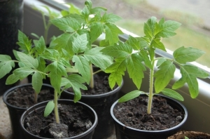 Should I plant a Betta tomato on my plot? Characteristics and photos of the variety, the nuances of growing