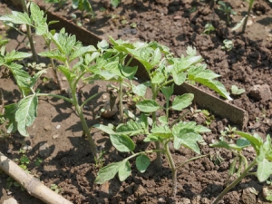 Should I plant a Betta tomato on my site? Characteristics and photos of the variety, the nuances of growing