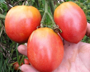 Early ripe tomatoes for juices, salads and preservation Fatima - characteristics and description of the variety