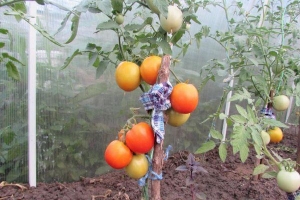 A find for gardeners - the Golden mother-in-law tomato: characteristics and description of the variety, growing and care