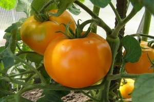 A find for gardeners - the Golden mother-in-law tomato: characteristics and description of the variety, growing and care