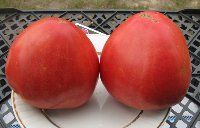 Features of Alsou tomatoes: how to grow them wisely to get a rich and healthy harvest