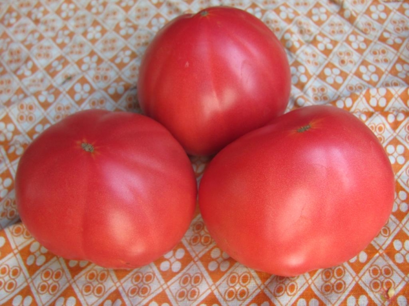 Features of Alsou tomatoes: how to grow them wisely to get a rich and healthy harvest