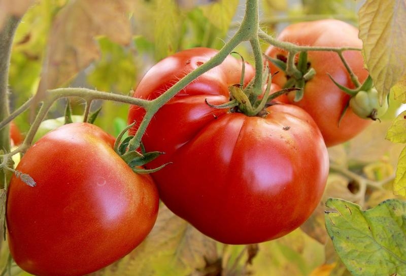 Features of Alsou tomatoes: how to grow them wisely to get a rich and healthy harvest