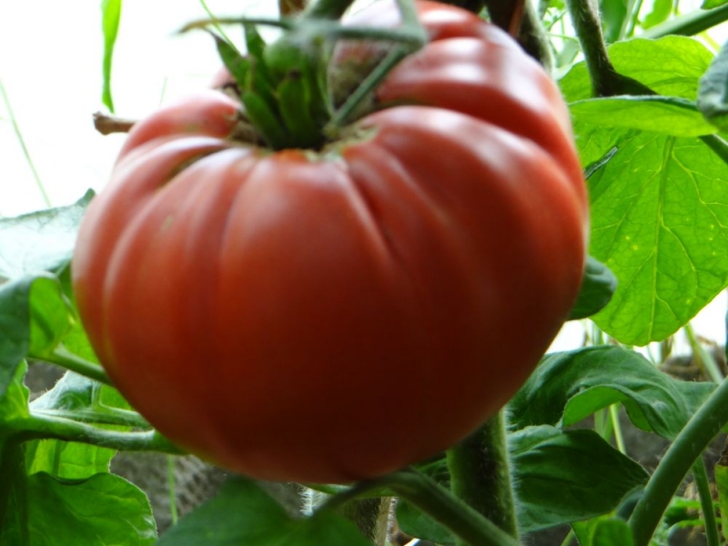 Description of tomatoes of the Pineapple variety: features of their cultivation in open and closed ground