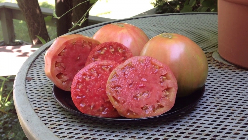 Early ripe tomatoes for juices, salads and preservation Fatima - characteristics and description of the variety