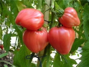 Early ripe tomatoes for juices, salads and preservation Fatima - characteristics and description of the variety