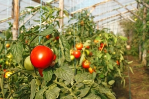 Should I plant a Betta tomato on my site? Characteristics and photos of the variety, the nuances of growing