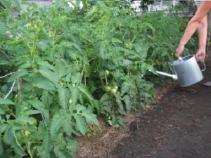 Early ripe tomatoes for juices, salads and preservation Fatima - characteristics and description of the variety