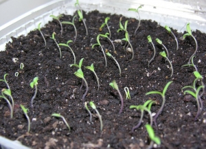 Should I plant a Betta tomato on my site? Characteristics and photos of the variety, the nuances of growing