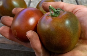 Description of tomatoes of the Pineapple variety: features of their cultivation in open and closed ground