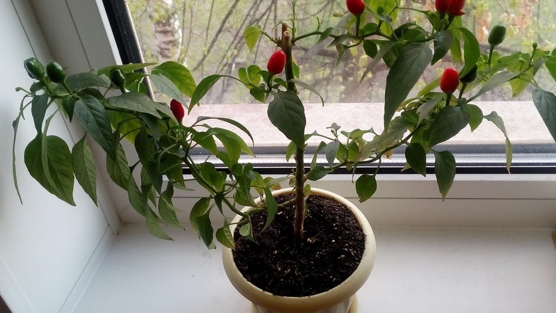 How to grow chili peppers at home on a windowsill: step-by-step instructions and secrets of experienced farmers