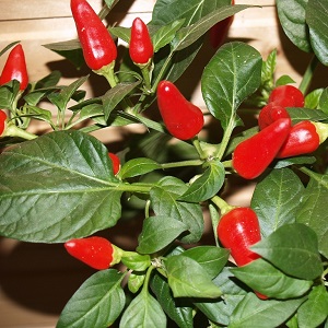 How to grow chili peppers at home on a windowsill: step-by-step instructions and secrets of experienced farmers