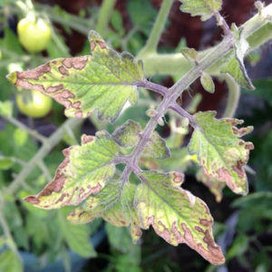 A common problem for summer residents: leaves on tomatoes turn yellow - what to do and how to prevent it?