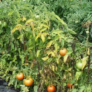 A common problem for summer residents: leaves on tomatoes turn yellow - what to do and how to prevent it?