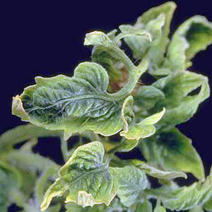 A common problem for summer residents: leaves on tomatoes turn yellow - what to do and how to prevent it?