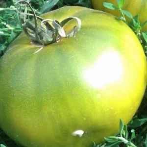 A fairy tale on your site - tomato Princess frog: reviews and recommendations for proper cultivation