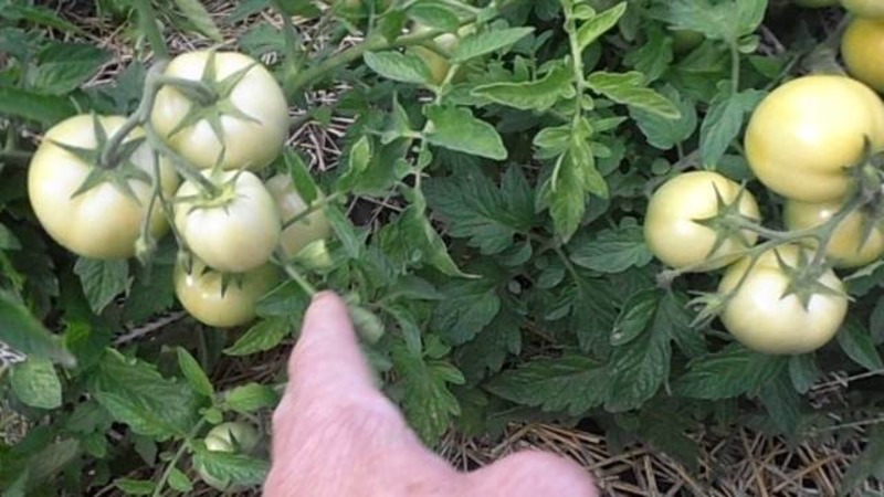 We get acquainted with the tomato Irishka F1 and try to grow it on our site