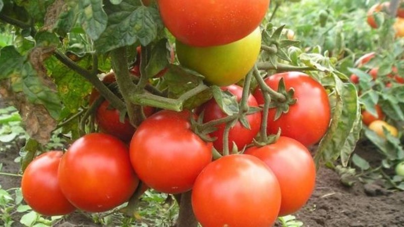 We get acquainted with the tomato Irishka F1 and try to grow it on our site