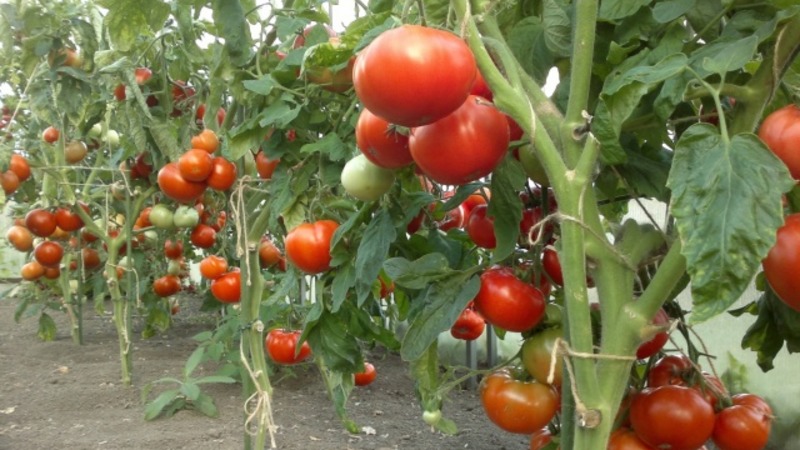 We get acquainted with the tomato Irishka F1 and try to grow it on our site